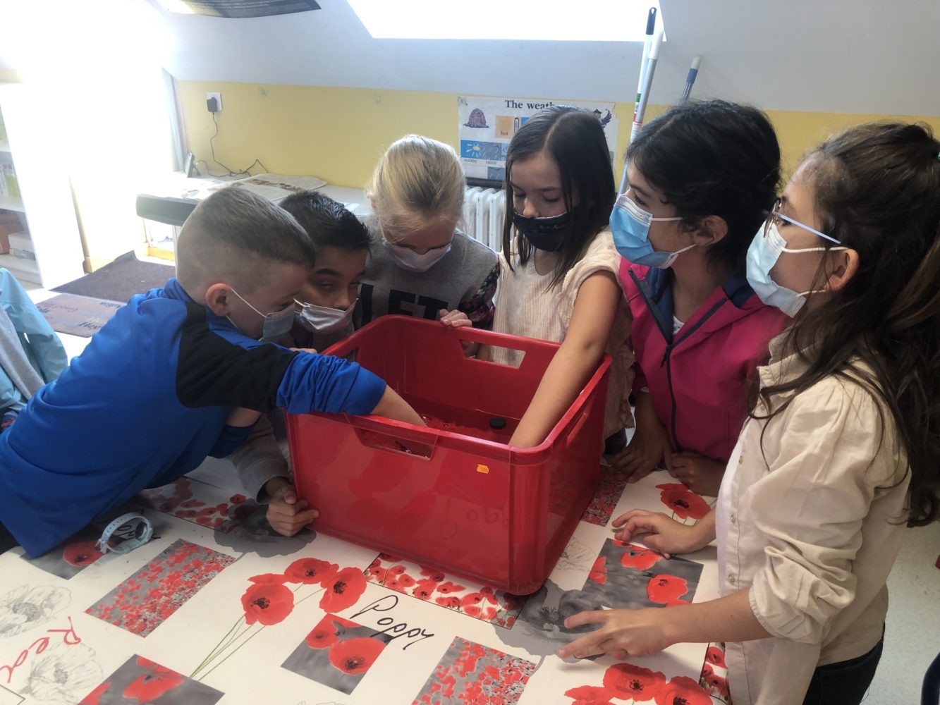 Sciences en CM1.